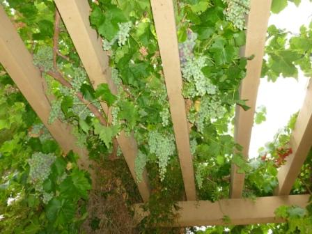 Grape arbor