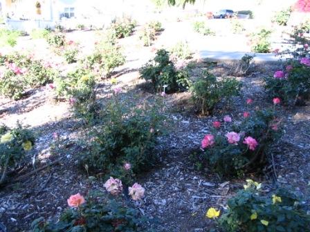 Rose Garden 1